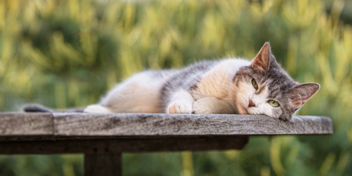 Gray and white cat lying on a table outdoors during her photo shoot in Loudoun County.