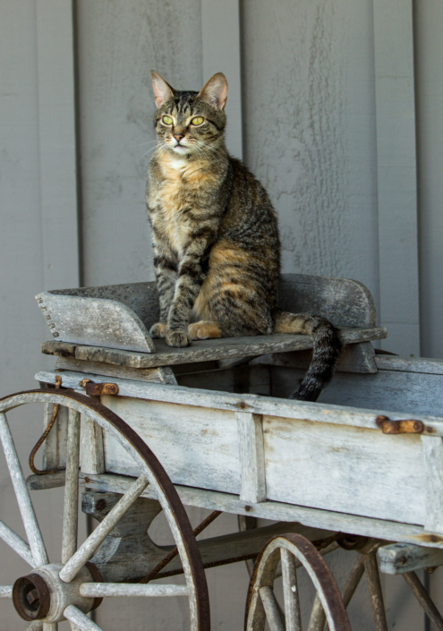Tabby cat sitting in a wagon during an outdoor photo shoot in Waterford, Va.