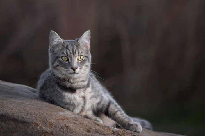 Kitten lying outside on a warm rock during her photo shoot in Loudoun County, VA.