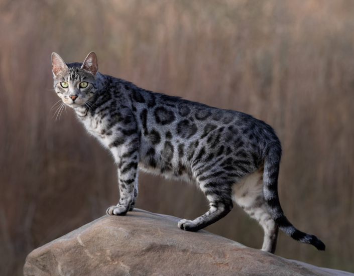 Bengal cat standing on a boulder outside during a photo shoot in Louodun County, VA.