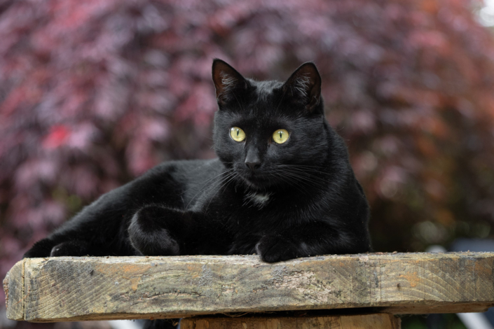 Black cat lying on a table outside in front of a Japanese Maple in Loudoun County VA.