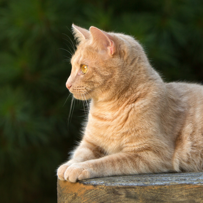 Profile of orange cat lying on a table outside during his photo shoot in Loudoun County, VA.