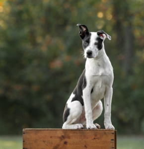Black and white mixed breed dog sitting on a crate outside in the fall in Loudoun County, VA.