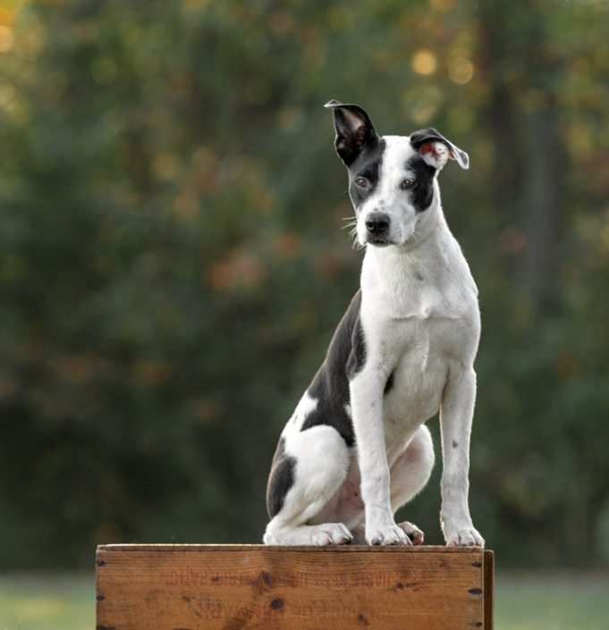 Black and white mixed breed dog sitting on a crate outside in the fall in Loudoun County, VA.