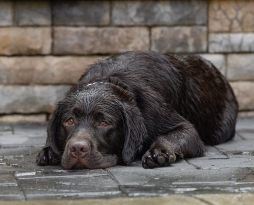 Wet Chocolate Lab lying on pool deck outside in Northern Va.