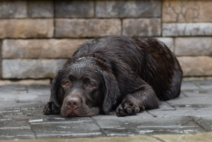 Wet Chocolate Lab lying on pool deck outside in Northern Va.
