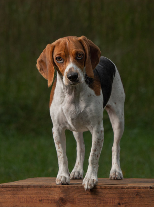 Beagle standing outside on an apple crate in front of a field in Loudoun County.