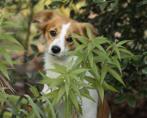 Dog peeking through leaves outside in Northern VA.