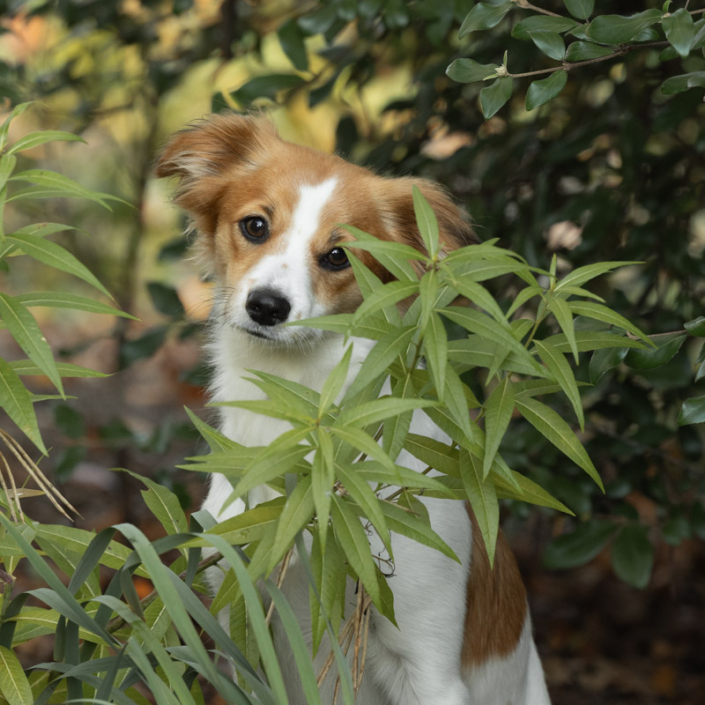 Dog peeking through leaves outside in Northern VA.
