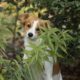 Dog peeking through leaves outside in Northern VA.