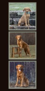 Collage of three outdoor images from a Golden Retriever's first year.