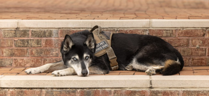Service dog lying outside in Leesburg, VA.
