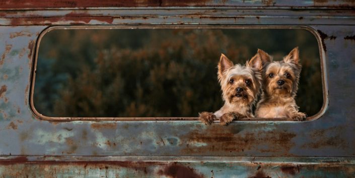 Two Yorkies looking out the back of an antique truck in Loudoun County, VA