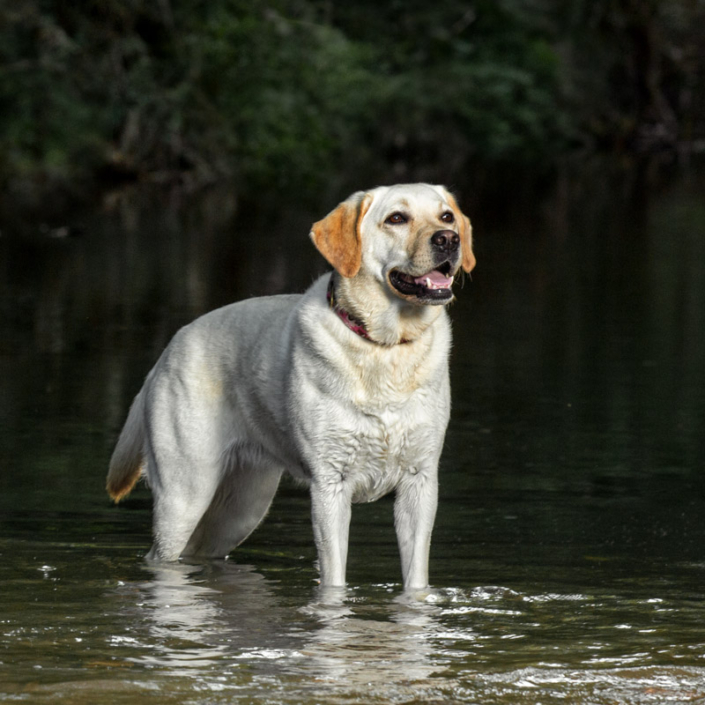 Yellow Lab standing outside in the water in Leesburg, VA.