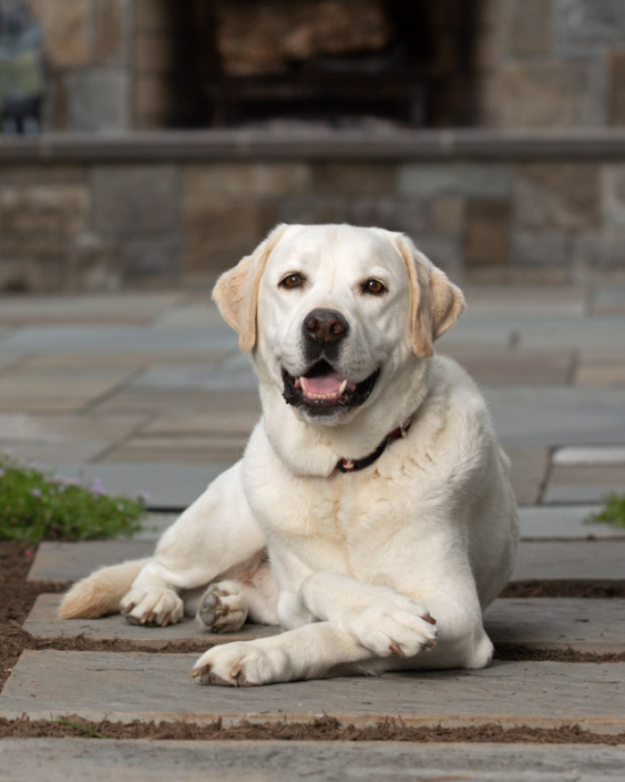 Yellow Lab lying outside on his patio in Loudoun County, VA.