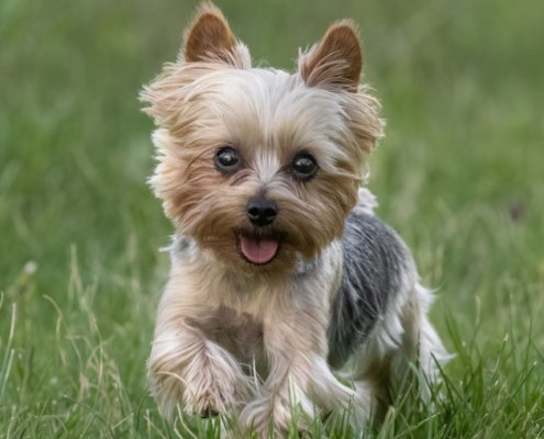 Adorable Yorkie running outside in the grass in Loudoun County.