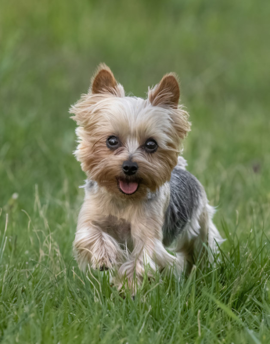 Adorable Yorkie running outside in the grass in Loudoun County.