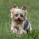 Adorable Yorkie running outside in the grass in Loudoun County.