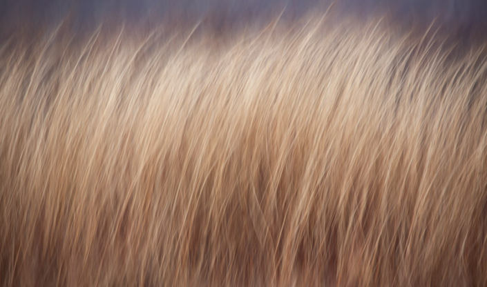 Abstract image of grasses.