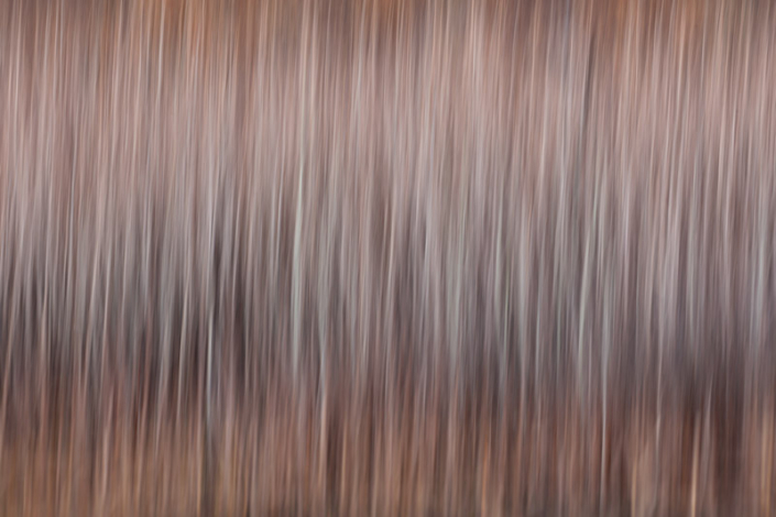 Abstract image of muted grasses.