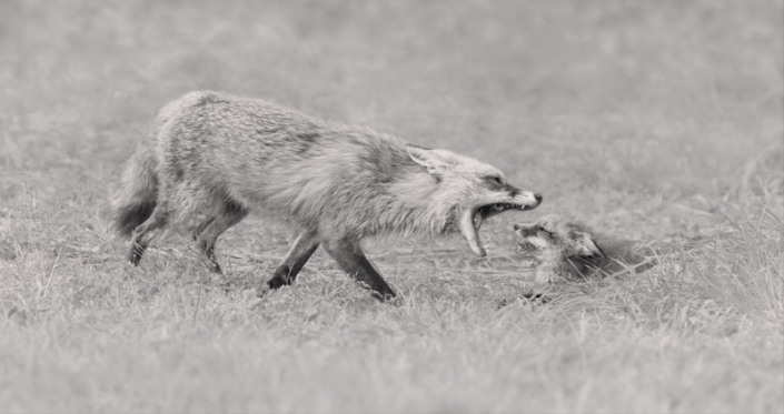 Fox parent "yelling" at its kit in Northern VA.