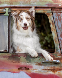 Australian Shepherd looking out the window of an antique truck during an outdoor pet photo shoot in Northern Virginia.