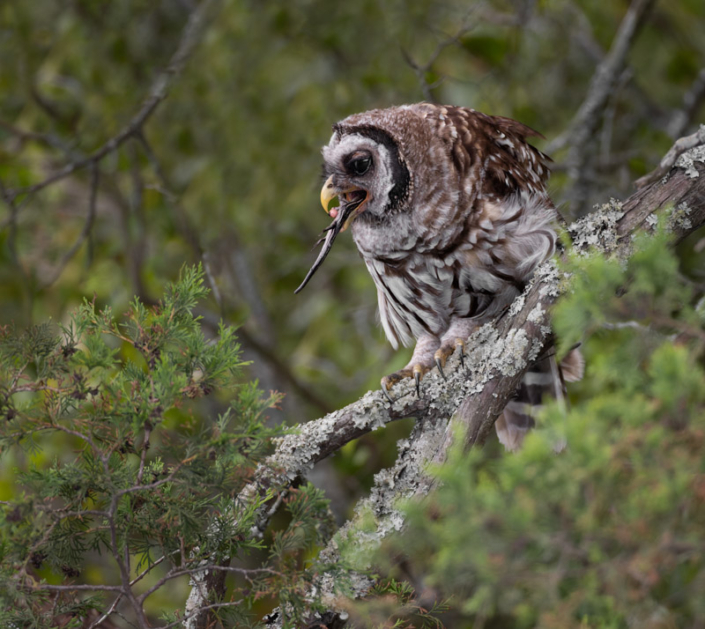 Barred owl eating a lizard while sitting in a tree in the Outer Banks, NC.