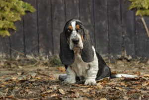 Adorable Basset Hound puppy sitting outside in Loudoun County in the leaves.