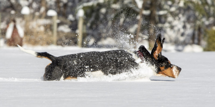 Basset hound running through deep snow in Northern Virginia.