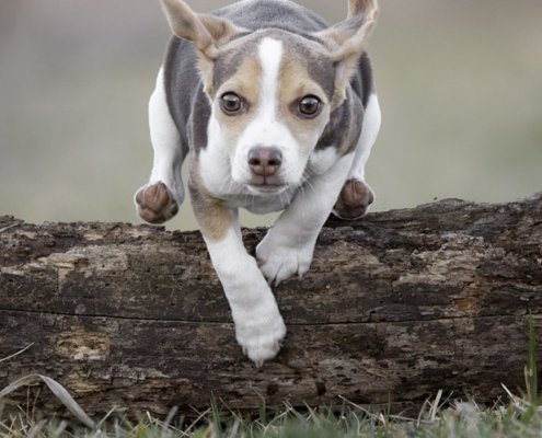 Jumping Beagle Puppy | Northern Virginia Beagle puppy jumping over a log in Northern Virginia.
