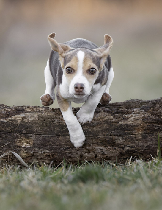 Beagle puppy jumping over a log in Northern Virginia.