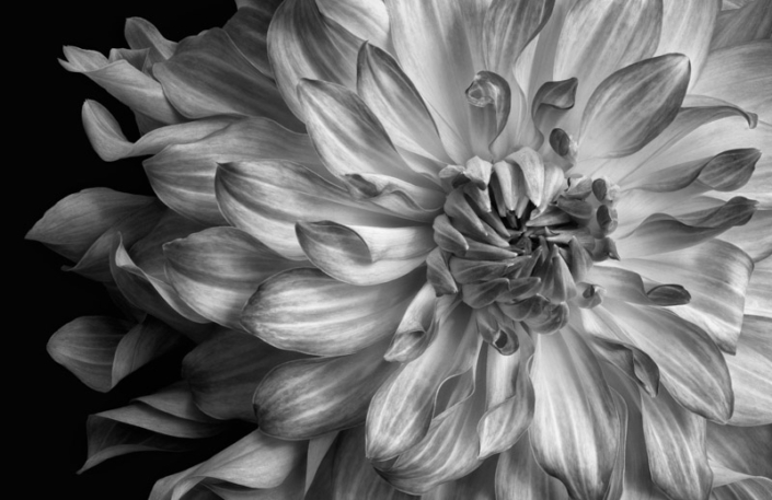 Black and white close-up of a dahlia