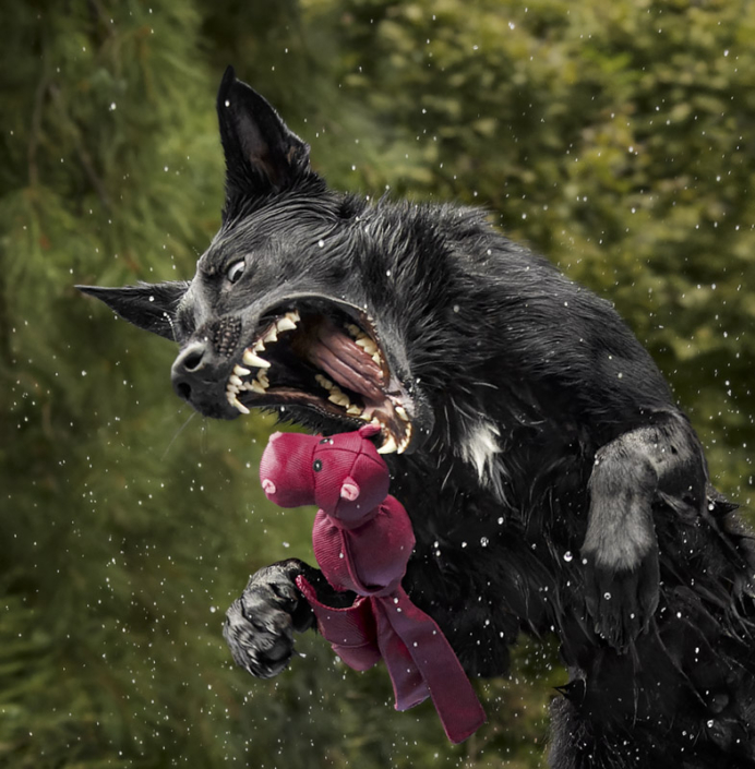 Black dog leaping into a pool to catch a toy in Northern VA.