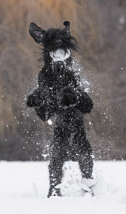 Giant black Schnauzer catching snowball in his mouth in Loudoun County, VA.