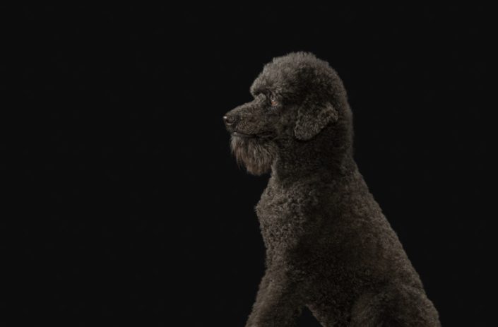 Black poodle in profile in a studio against a black background in Northern VA.