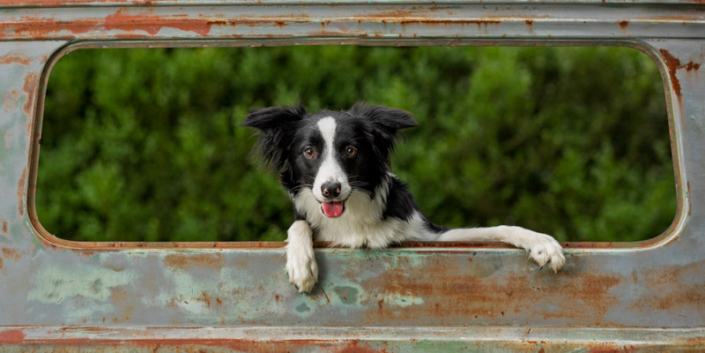 Border Collie puppy looking out the back window of an antique truck in Northern Virginia.