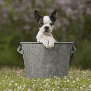 Boston Terrier puppy in a bucket in the grass in front of pink flowers.