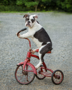 Bulldog puppy sitting balanced on a tricycle outside in Loudoun County, VA.