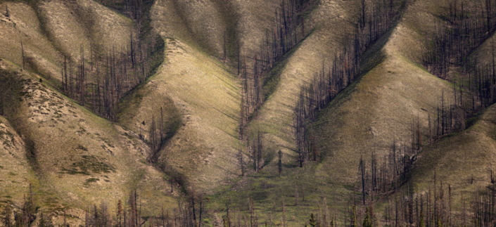 Landscape photographed from above after a fire in Jasper, Canada.
