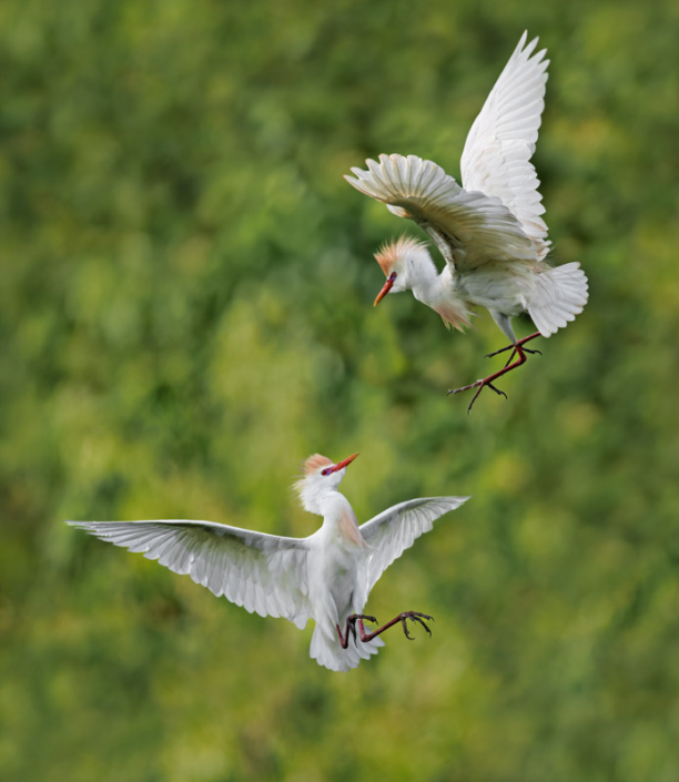 Two cattle herons in flight in South Carolina.