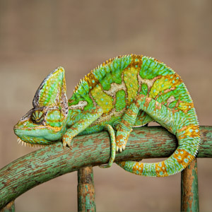 Colorful chameleon curled around the top of a chair outside in Northern Virginia.