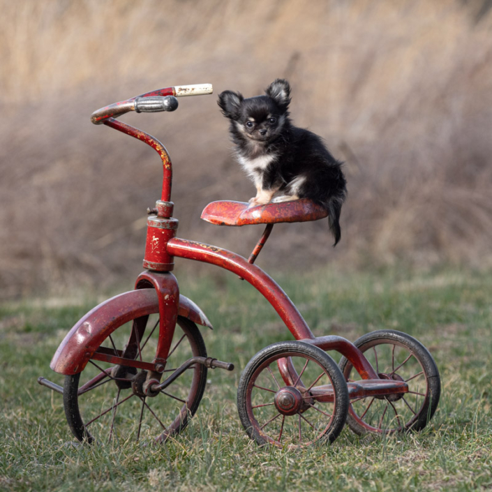 Chihuahua puppy sitting outside on an antique tricycle in front of a field.