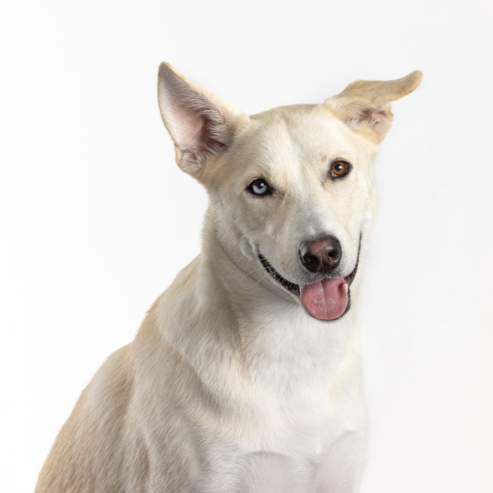 White dog with two different colored eyes photographed inside in Northern VA.