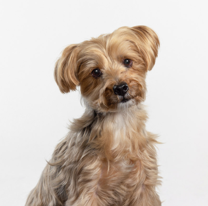 Adorable dog photographed in a studio on a white background in Northern VA.