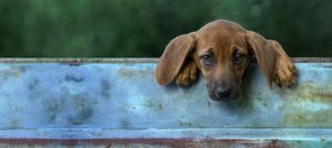 Redbone Coonhound puppy looking out the back of a truck window outside in Northern Virginia.