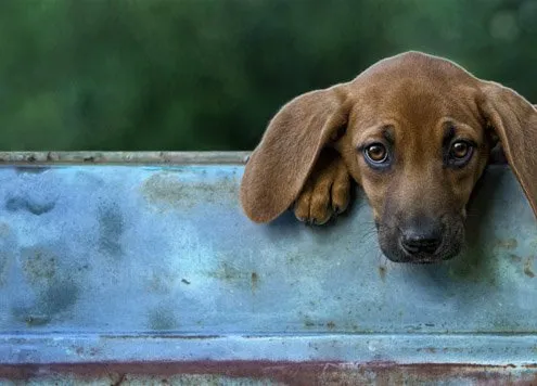 Coonhound Puppy Outside in Truck | Northern Virginia Redbone Coonhound puppy looking out the back of a truck window outside in Northern Virginia.