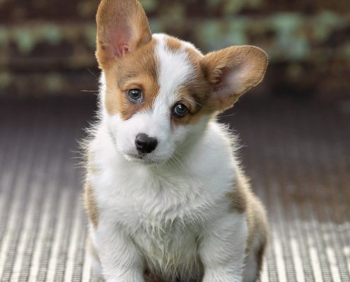 Corgi Puppy Sitting in a Truck Outside | Ellen Zangla Photography Corgi puppy sitting in the back of a truck, head tilted toward camera