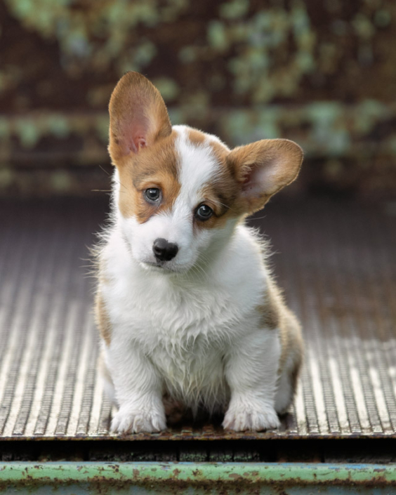 Adorable Corgi puppy sitting in the back of a truck looking at the camera with a head tilt in Northern Virginia.