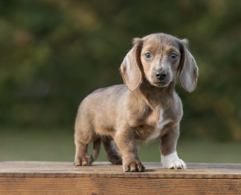 Dachshund Puppy Outside in the Fall | Ellen Zangla Photography Dachshund puppy standing on a crate outside in the fall