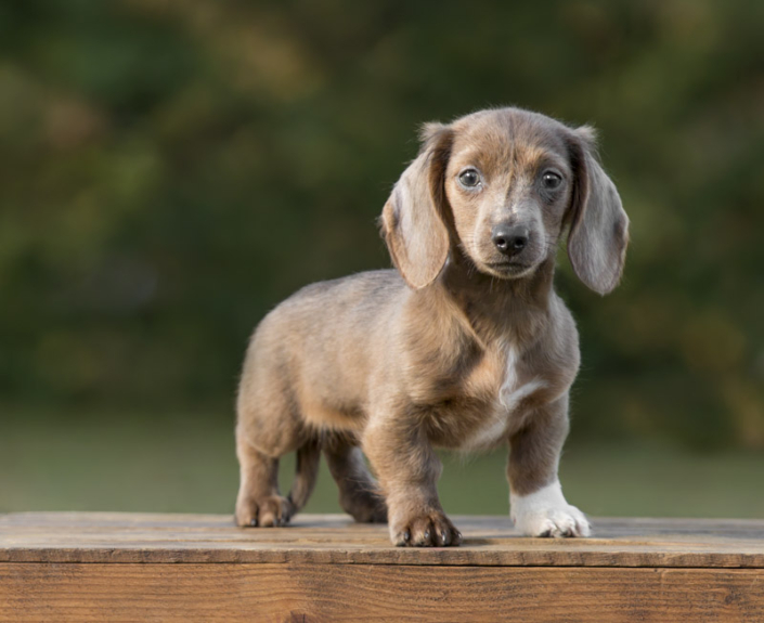 Adorable Dachshund puppy standing on a crate outside in the fall in Loudoun County.